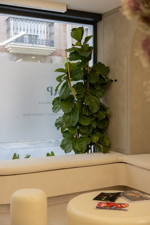 Planta junto a la ventana de la sala de espera
